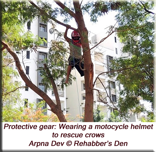 Wearing a motorcycle helmet to rescue crows